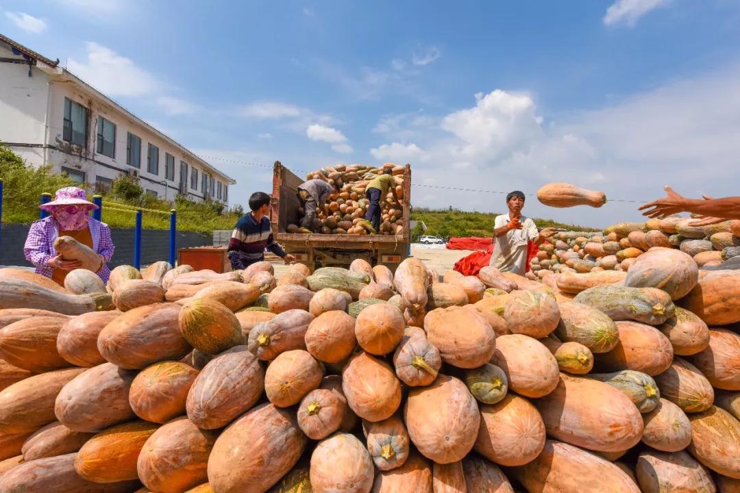 南北相济，中国580多个“菜篮子”是如何炼成的？