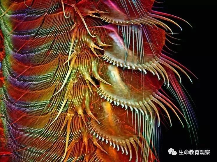 看完后，整个人都有点不对劲了（传播生物知识）