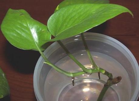 土培绿萝转水培绿萝的正确方法,土培转水培的绿萝正确方法