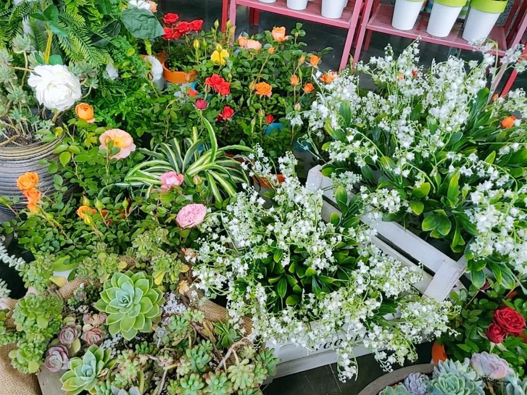 免费领!新华·维港城“绿色甜城”计划,业主免费领绿植