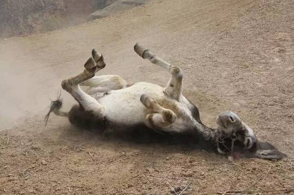 老北京小吃十三绝完整版,老北京小吃十三绝驴打滚