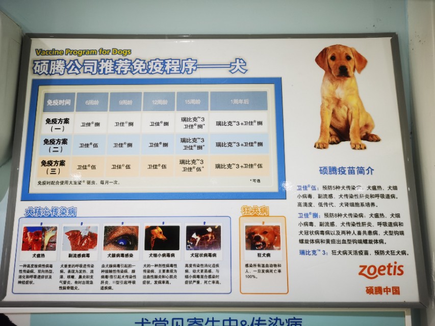 新手养狗指南养狗必备的13件用品,新手铲屎官养狗推荐