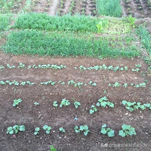 京郊游玩攻略房山十渡,踏青赏花看过来
