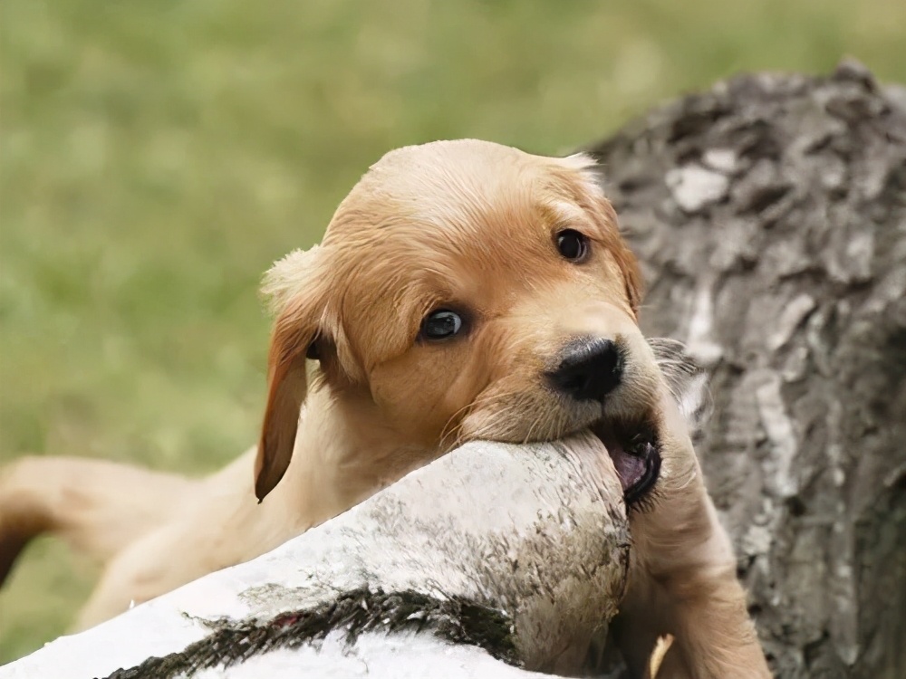 狗狗舔尿有血是什么原因,狗狗为什么喜欢舔其他狗狗的尿液