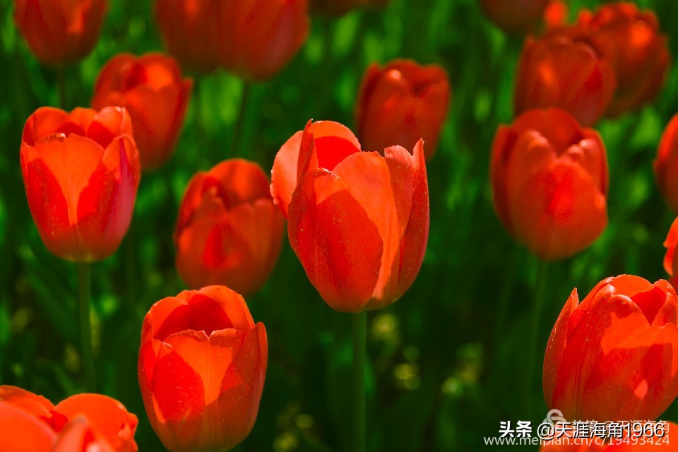 郁金香花语可以送给女朋友吗,郁金香花语的诗句