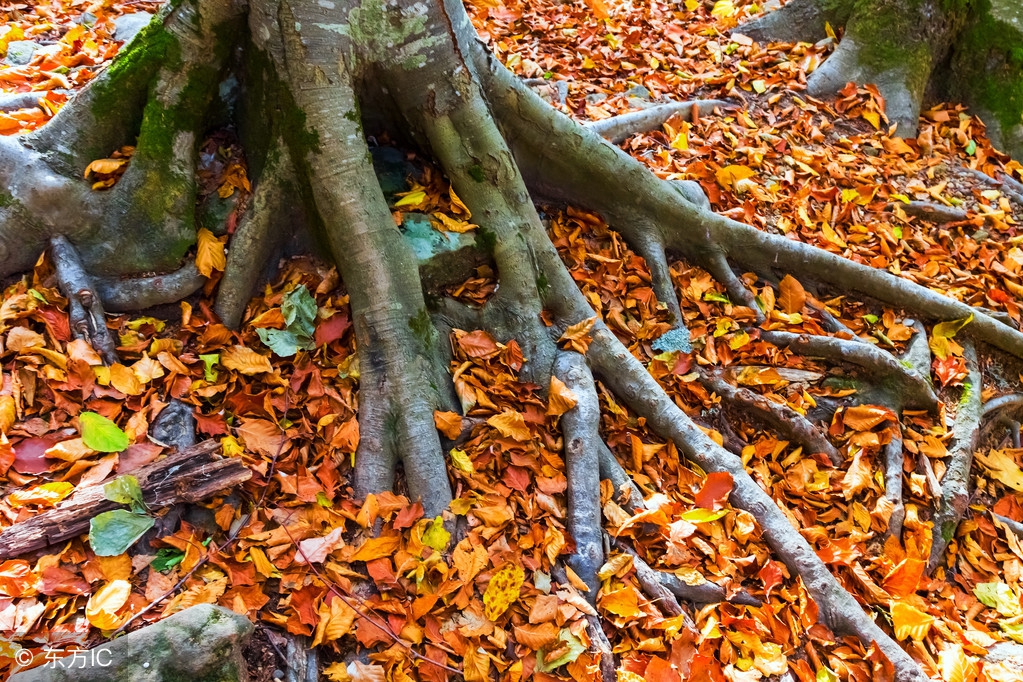 怎样让大树快速枯萎而不破坏土壤,如何让大树自然枯萎