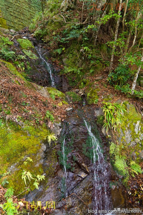 京都岚山风景区在哪,京都岚山樱花