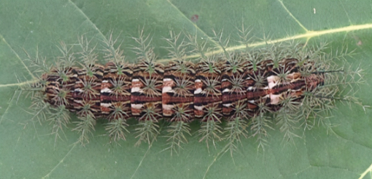 15种令人惊叹的透明生物,越看越可怕的动物