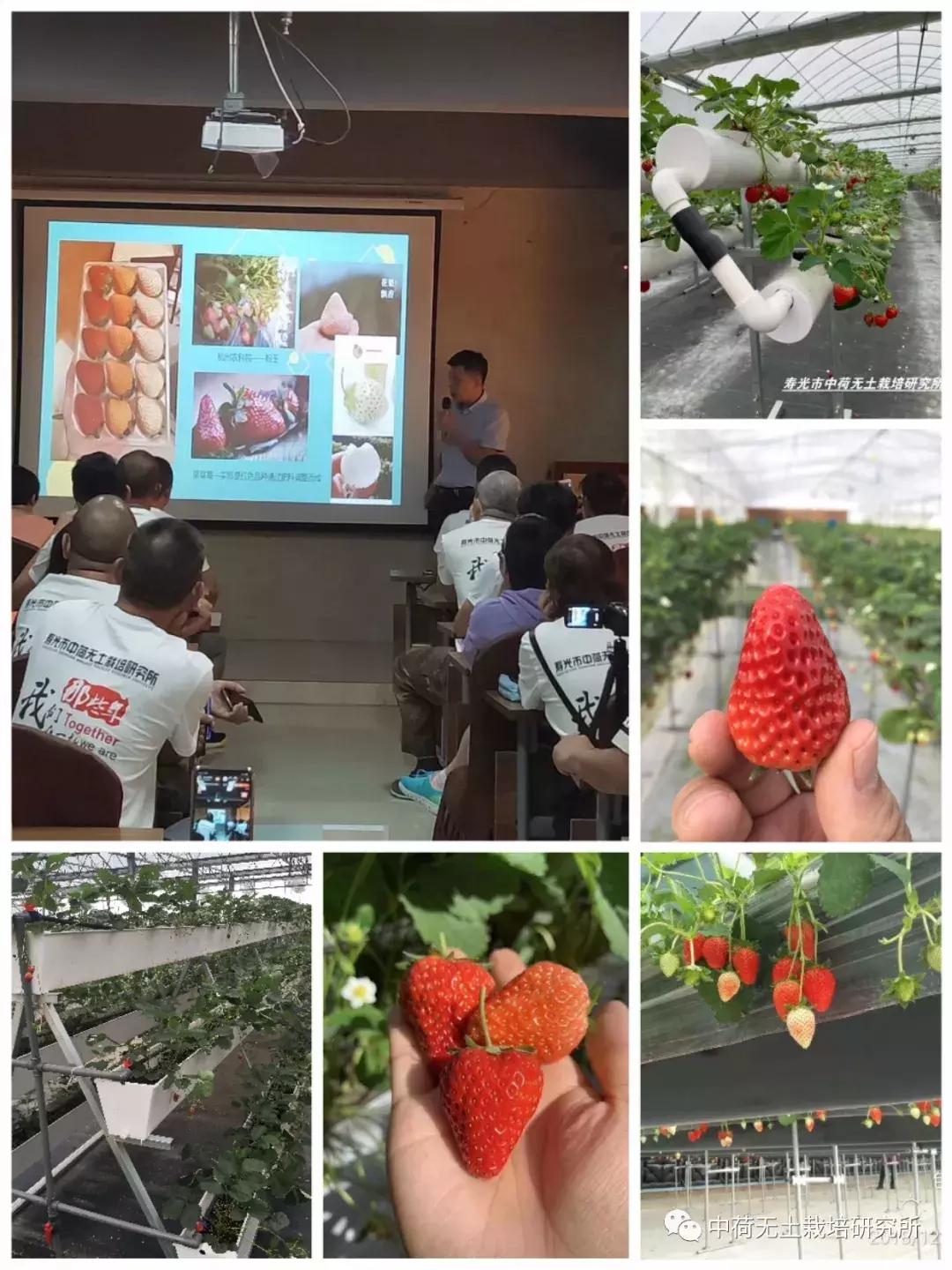 寿光无土栽培蔬菜技术培训书,寿光蔬菜无土栽培培训班