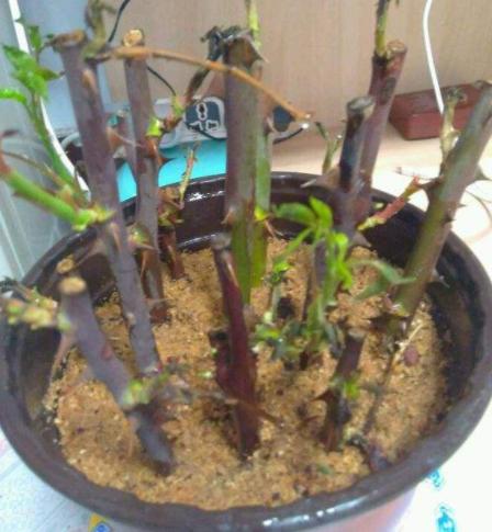 扦插月季要用生根粉泡多久,生根粉兑水扦插月季