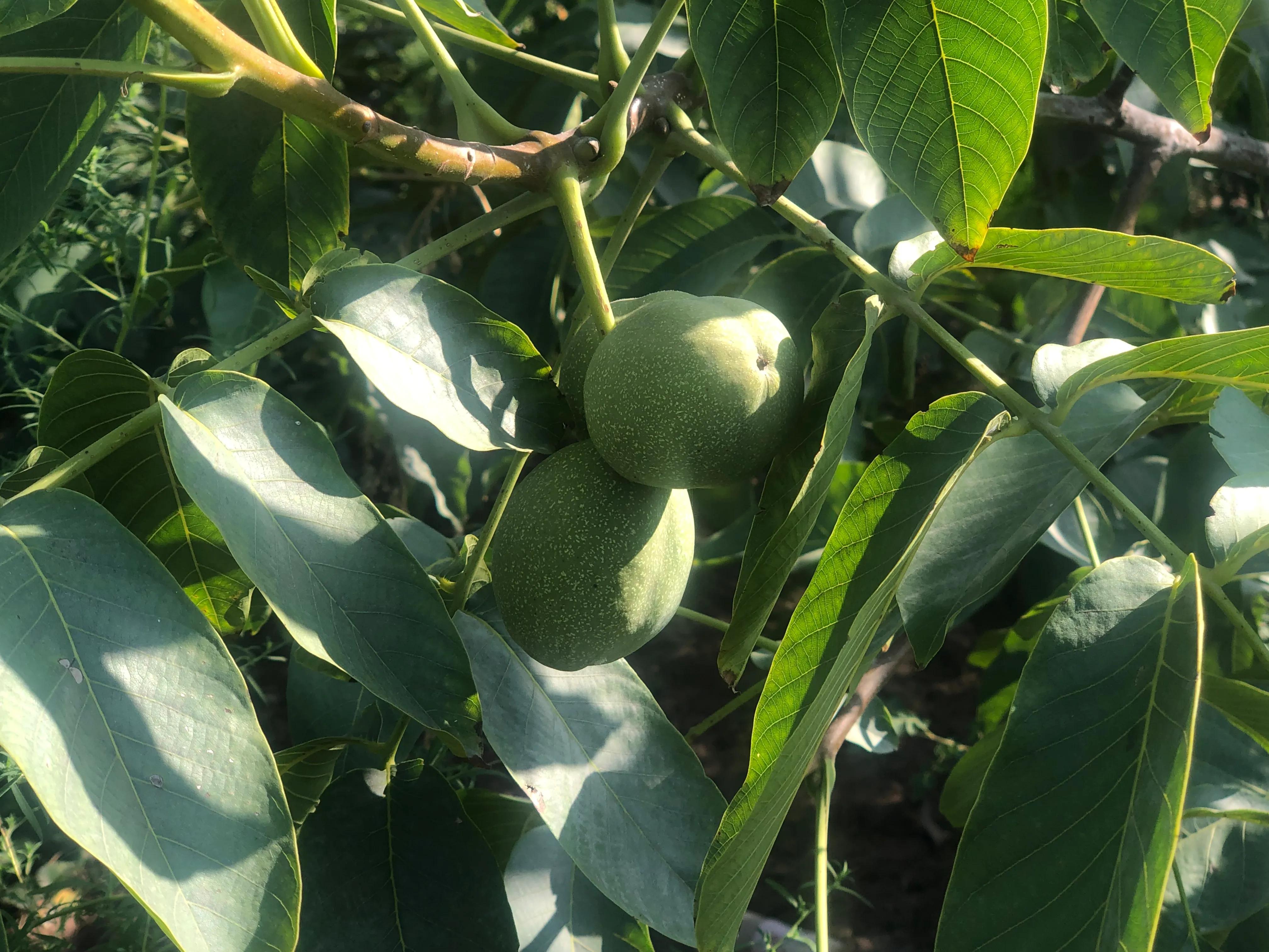 核桃树象征意义多子多福,核桃树红色代表什么