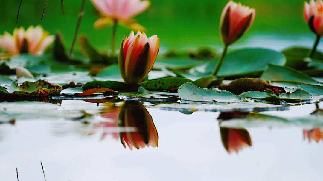 睡莲清心寡欲图片,睡莲夏日清欢