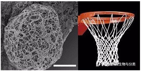 艾滋携带者的血常规,血常规可以发现艾滋么