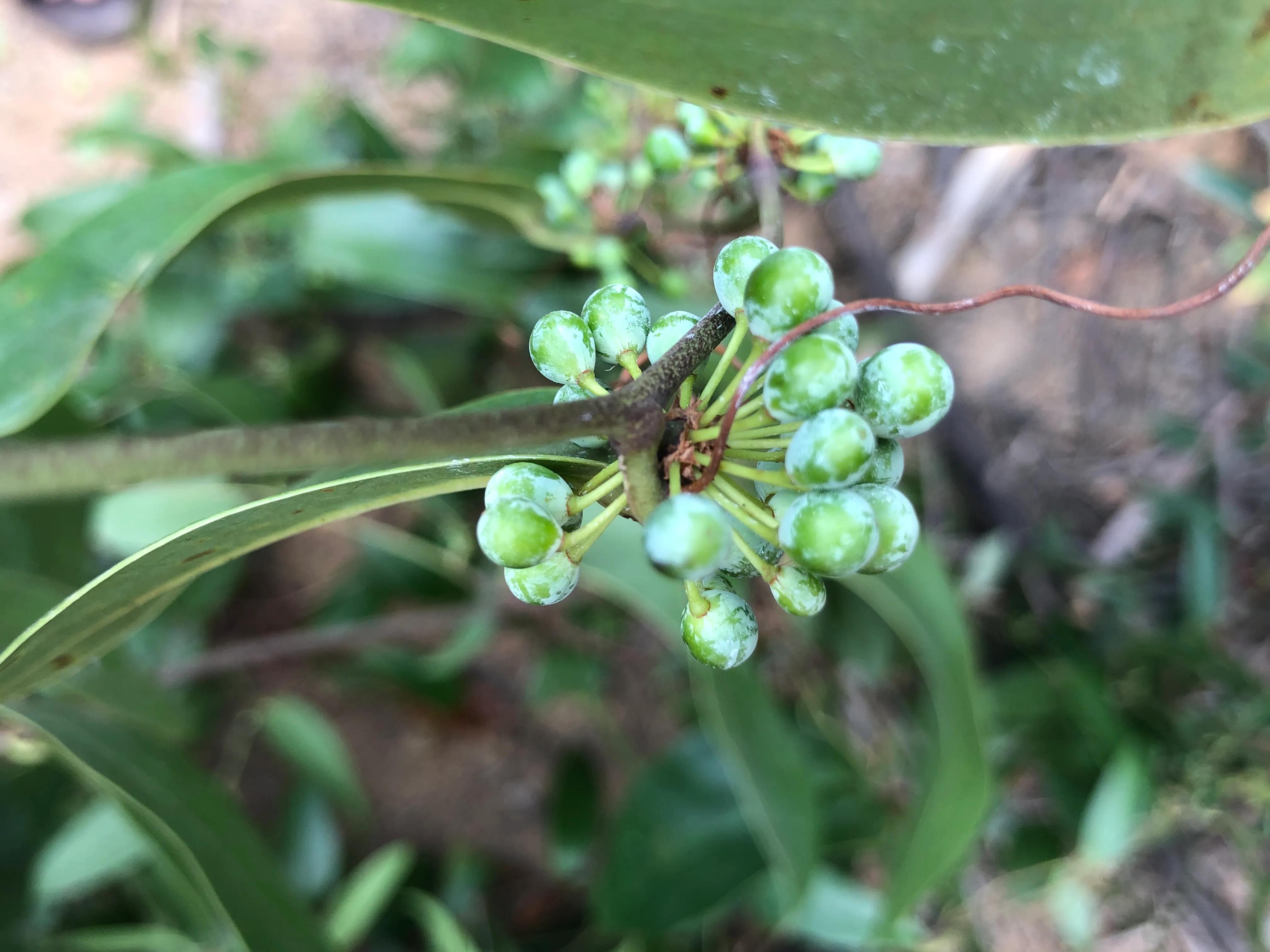深山野岭野生植物,深山老林野菜植物