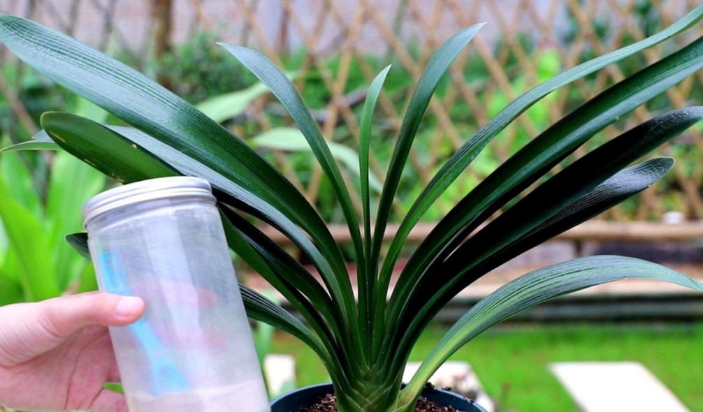 盆栽君子兰养殖方法和技巧,新手养君子兰盆栽养殖方法和技巧