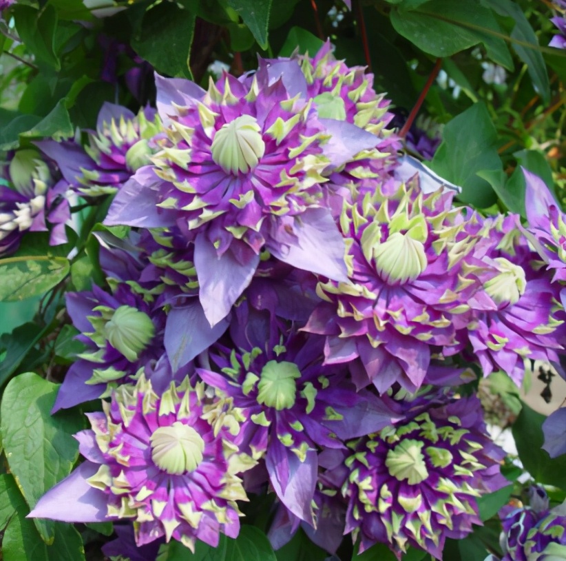 买花实用小技巧有哪些,买花怎么不会入坑