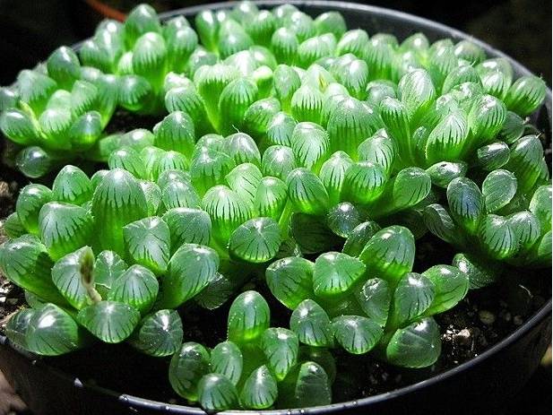 最值得买的多肉品种,包邮最漂亮多肉