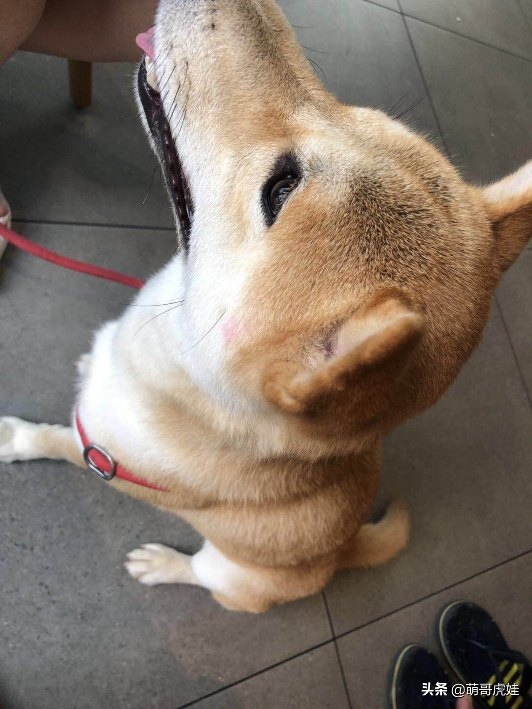 全城寻找巨型贵宾犬,刚抱回家的巨型贵宾犬