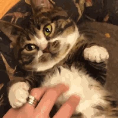 猫兄妹可爱视频,矮脚猫兄妹