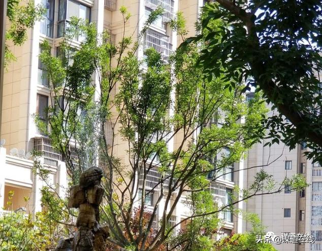 苏马荡真实感受,苏马荡现状怎么样