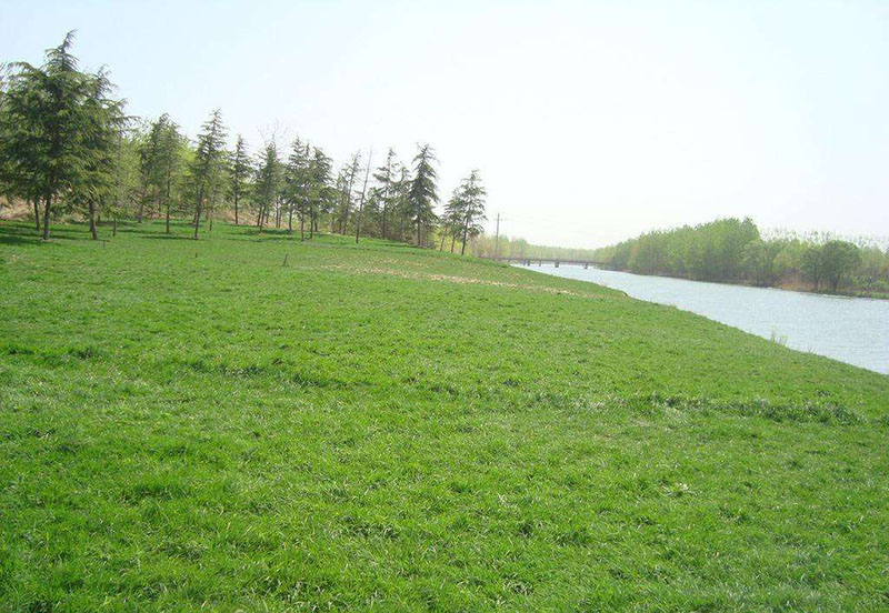 狗牙根种植草坪全过程,草坪种植狗牙根