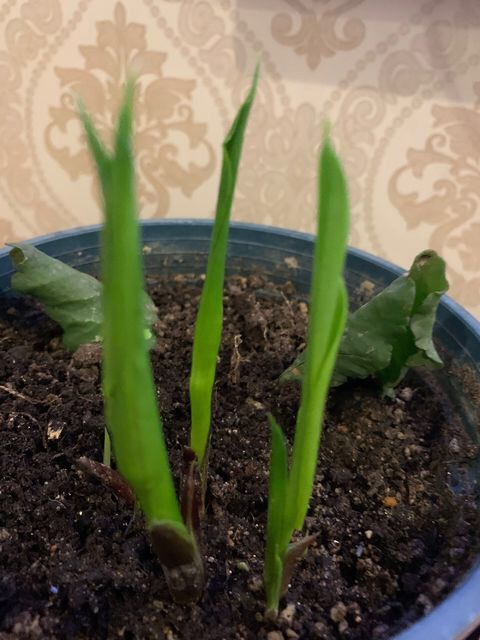 阳台只养一种花全年花开不断,阳台种花只开花不结果