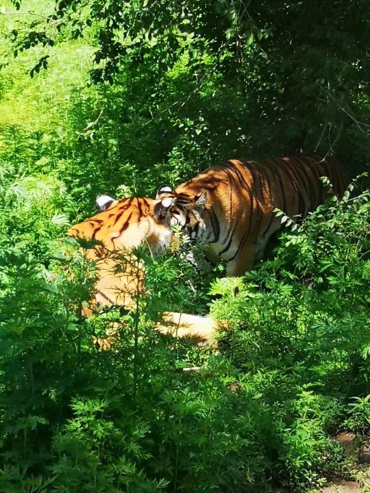 哈尔滨海拉尔呼伦贝尔旅游游记,哈尔滨漠河满洲里旅游攻略