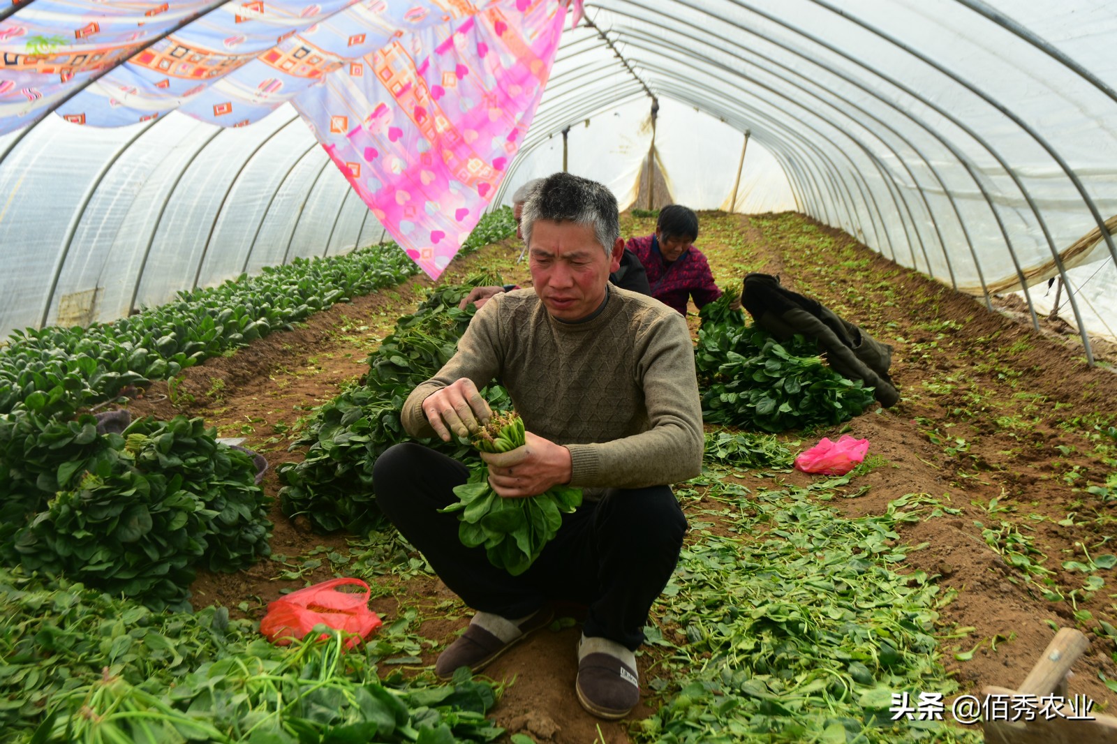 农村大爷挣几个钱,农村大爷靠种植致富