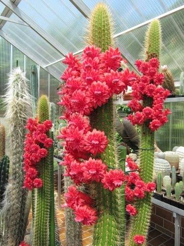 “常年丑貌君不问，一日花红万户惊”——仙人掌的产地及精品赏析