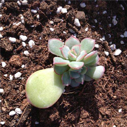 叶插后叶子怎么办,叶插出芽后怎么处理