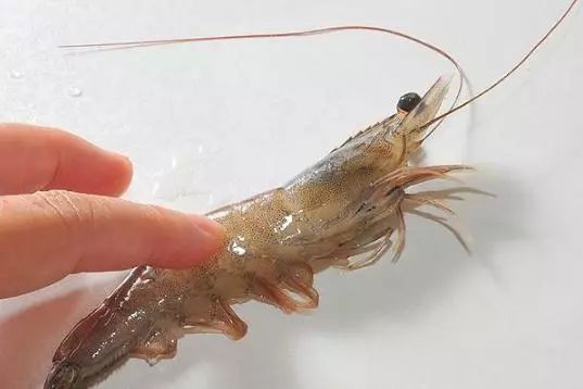 怎么通过煮熟的虾尾分辨新鲜虾,淡水虾怎么吃最好