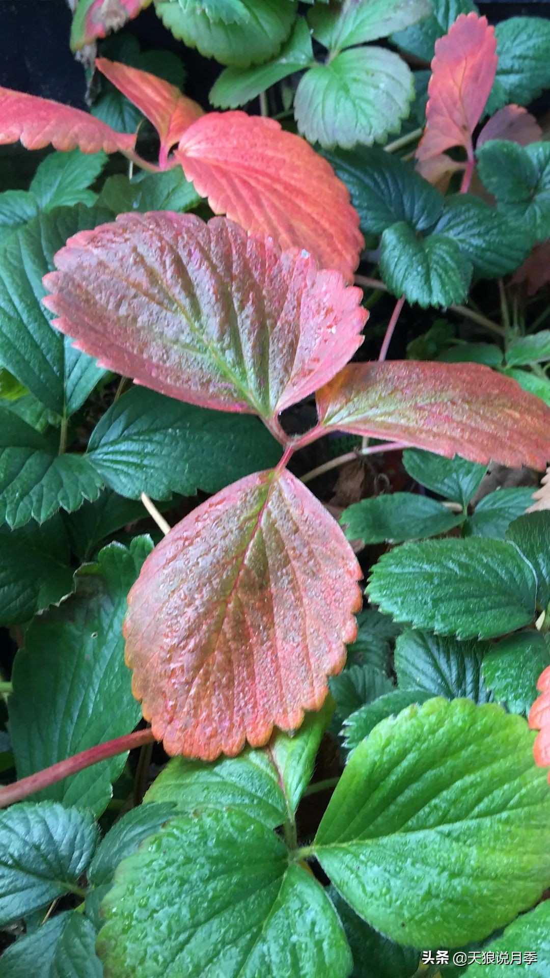 草莓防寒的方法,草莓熟了怎么保护