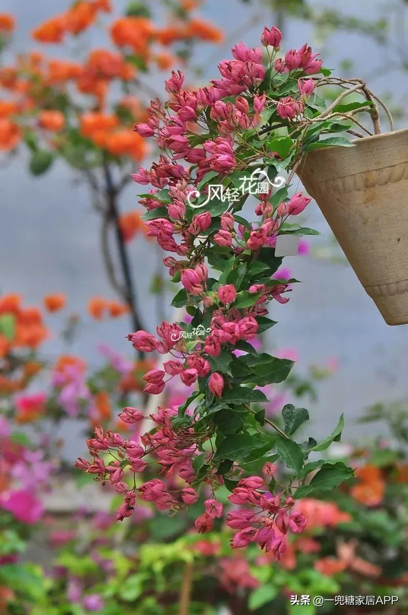 开花植物店铺推荐,适合店铺开花植物