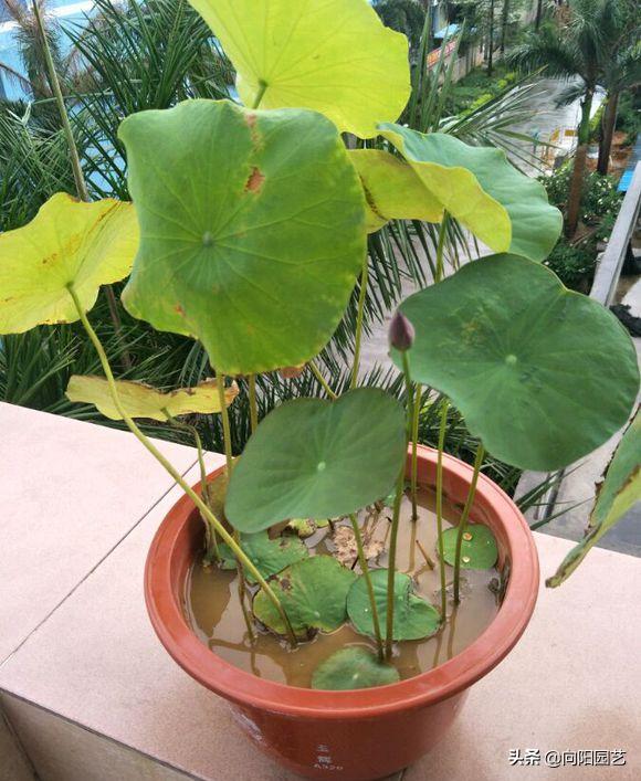 莲子长成荷花过程,一盆莲花种几颗莲子