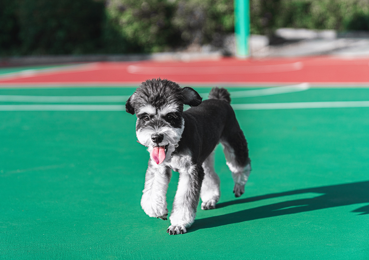 什么狗便宜在300到500,什么狗好养又聪明还便宜会帮主人