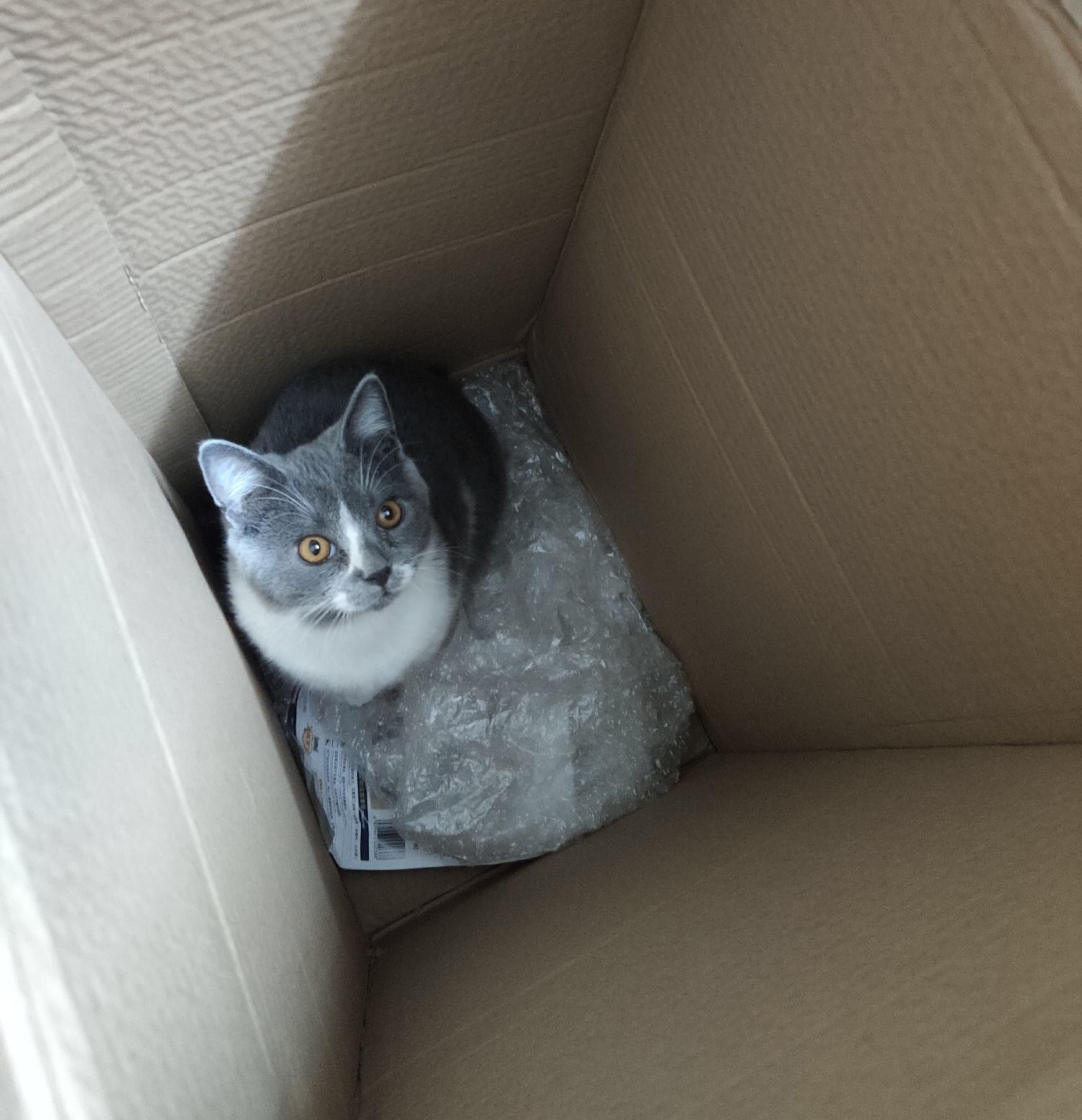 铲屎官新手养猫,铲屎官必懂的养狗知识