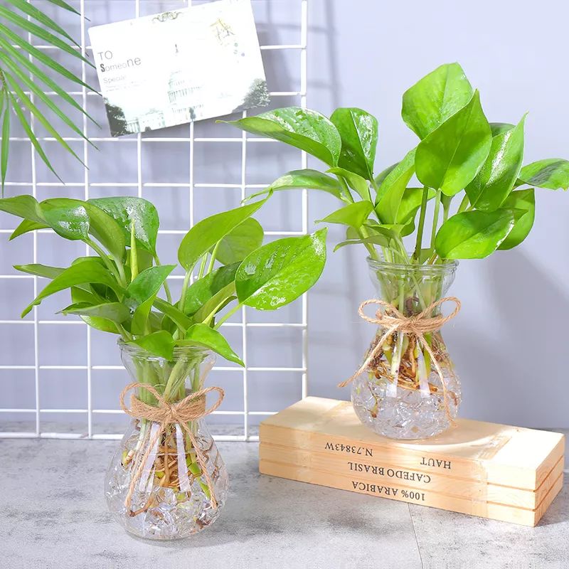 种花一年四季都能生根,冬天种花枝条多久生根