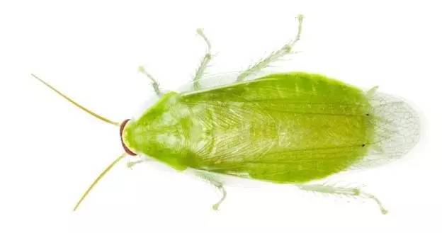 科普蟑螂是个生命力爆表的生命体,蟑螂的内部构成到底有多神奇