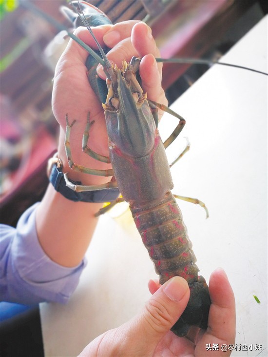 观赏虾品种排行榜前十名,观赏虾哪个品种好养又便宜