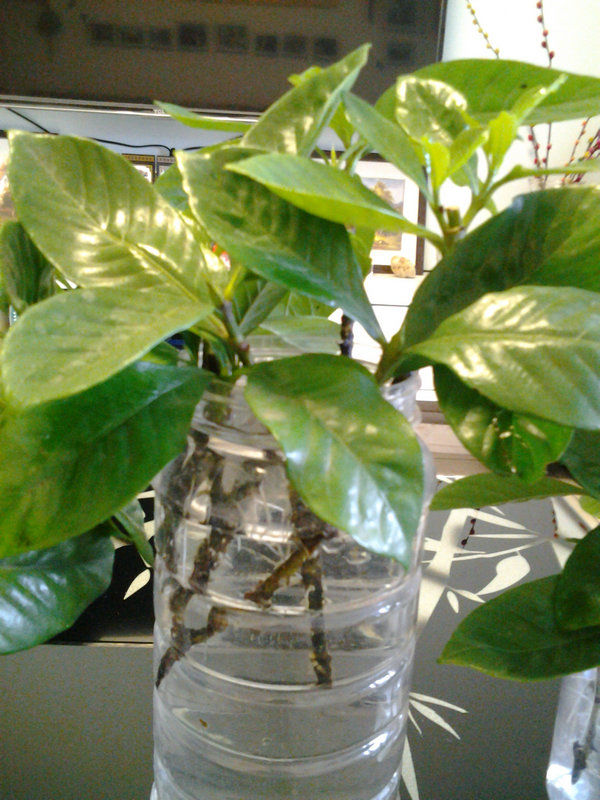 水培栀子花正确方法,栀子花水培生根