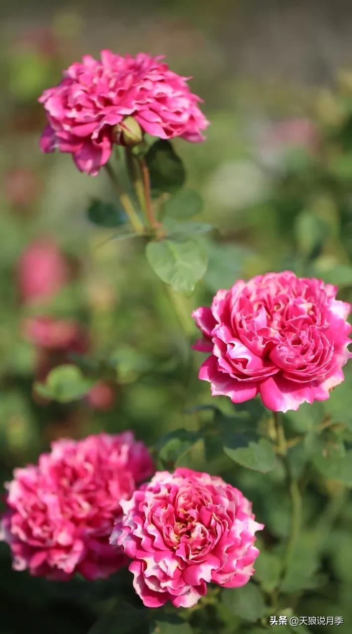 又一个十年,国产自育品种