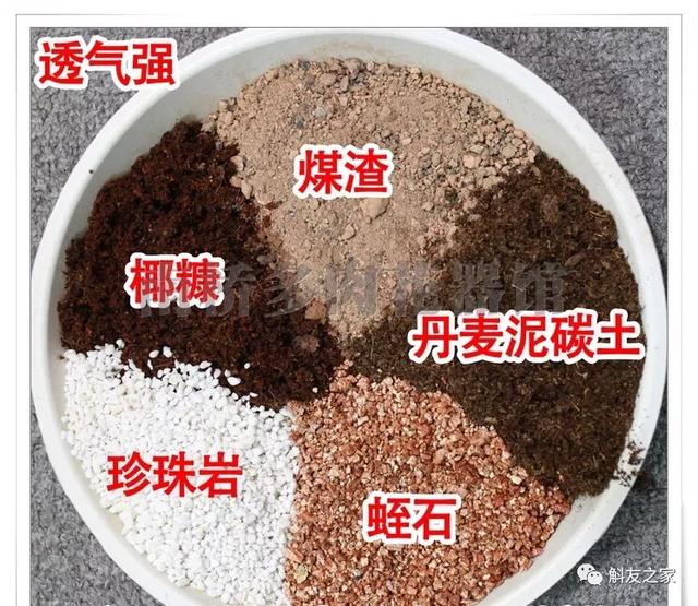 石斛兰用苔藓包着水培不烂根吗,香水石斛兰烂根重栽怎么浇水