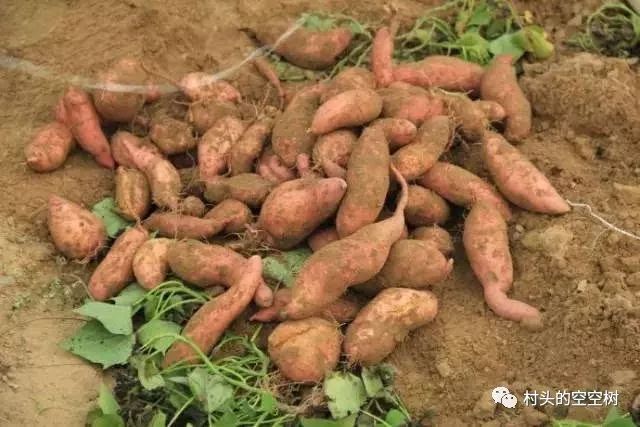 记忆中的野菜糍粑,儿时的红苕