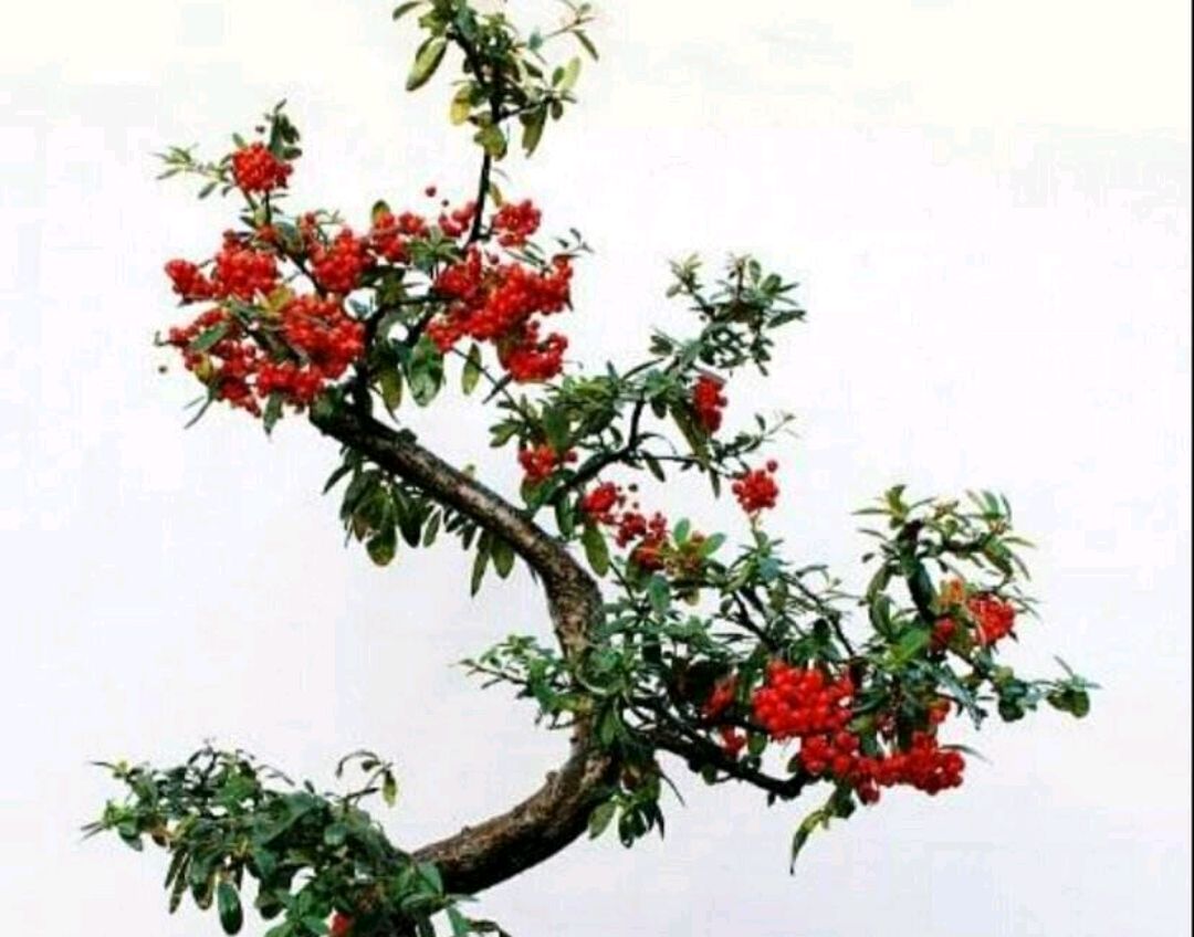 火棘盆景如何养护,火棘分有刺和无刺哪种能做盆景