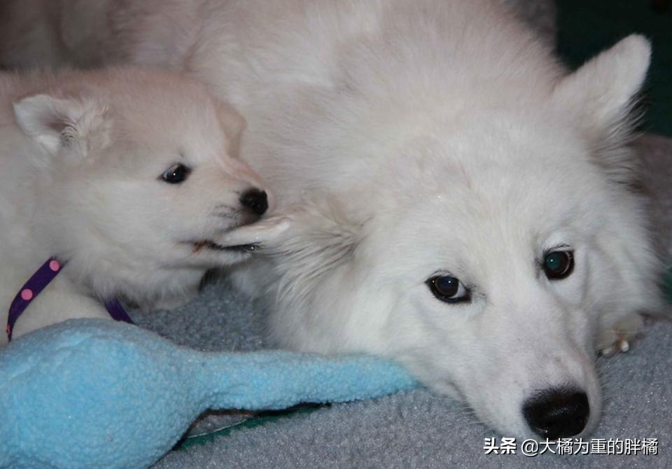 微笑天使萨摩耶好养吗,微笑天使萨摩耶大概多少钱一只