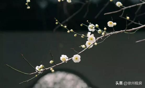 半山悦景再现百年山居精神,半山悦景的梅花坞