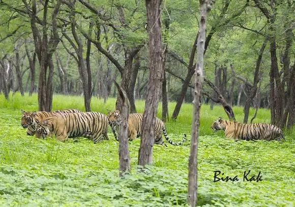 传奇虎王美元男:这只公虎两次作为“单亲奶爸”,养大了两窝虎崽