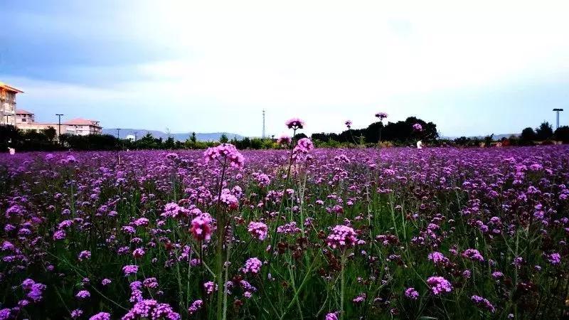 2019西北民族大学预科,高考志愿西北民族大学