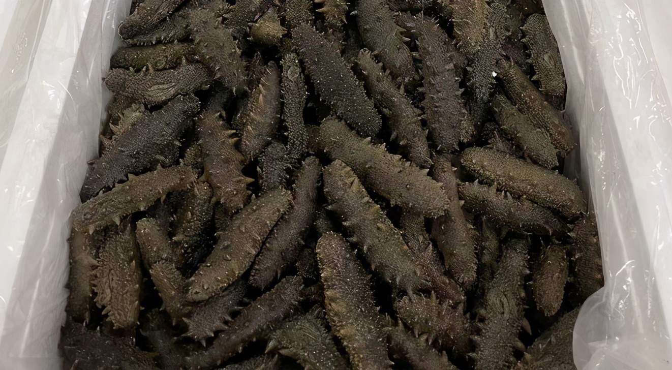 淡干海参价格大概多少钱一斤,淡干海参的价格多少钱一斤合适