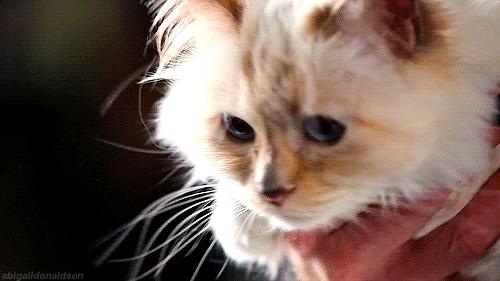 老佛爷去世，他那只年挣300万欧元的猫将继承他的遗产？！